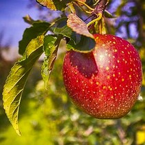 [ 13브릭스.알뜰형 특가상품 ] 고당도 꿀 사과 부사 (중과 + 대과) 크기혼합 5kg 9kg, 02.사과 알뜰형 특가상품/ 중과+대과 크기혼합 9kg