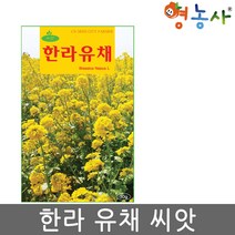 한라유채 씨앗 30g 유채씨앗 유채 월동춘채 가을씨앗