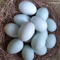 강원고성 자연방사 청란 (초란) 청계알 청계란 유정란 무항생제 난각1번, 초란 30개입