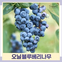 블루베리나무 묘목 오닐 7치화분 결실주 1개