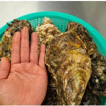 꿀꿀도매 삼배체 석화 2kg, 1개, 삼배체 하프셀 1단(7미)