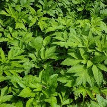 산나물 누리대 누룩치 나물 씨앗 품종 식물 종자 20립 - 2022975EA, 쿠팡 본상품선택