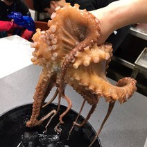 통영 산지직송 자연산 생물 돌문어 활문어 생문어 1kg 1.2kg 1.5kg 1.8kg 산소포장 생물문어 제수용 가정용, 돌문어 1.8kg 1-3마리, 1개