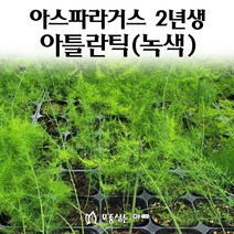 [모종심는아빠] 아스파라거스 모종 2년생 아틀란틱, 1개