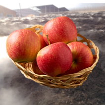 유기농 사과 무농약 프리미엄 껍질재 먹는 사과 5kg 10kg, 유기농사과 5kg 중과