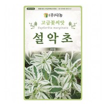 [다농] 설악초씨앗 20립[AB], 상세 설명 참조