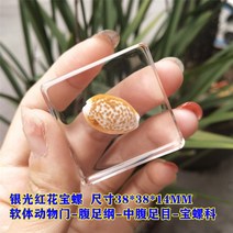리얼 곤충 수지 표본 삽갑 거미 게 달팽이 전갈 물고기 해양 식물 호박 동물 수지 진충, 공작블루 은빛 홍화보라개