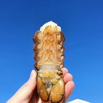 캐나다 최상급 랍스터 테일 바닷가재 꼬리 구이 (110g-140g), 랍스터 테일 1개 (110g-140g)