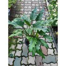 제나두셀렘 셀럼 묵은둥이 중대품 공기정화식물 99, 1개