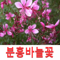 (성실GS)분홍바늘꽃(가우라)모종(포트) 20개