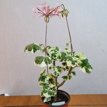 엘렌그레이 팬시리프(대)+오덴시외트리쉬