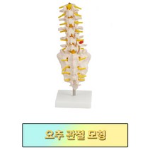 요추 모형