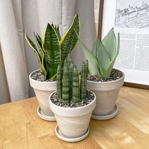 음지에서 잘 자라는 공기정화식물 반려식물 산세베리아 문샤인 스투키, 03 스투키, 이탈리아 데로마 토분 살구색(13cm), 화분받침 없음