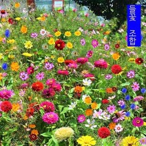 야외 꽃씨 사계절 심기 쉬운 안뜰 살기 쉬운 화초 혼합 야생화 조합 꽃씨 화초 혼색 코스모스 2천곡+비료 패키지, 해바라기 반 고양이