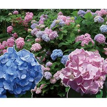 모종 정원수국 엔들레스썸머 오리지널 12cm포트 R0647