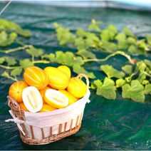 성주 참외 고당도 산지직송 가정용 선물용 꿀참외 2kg 3kg 5kg, 성주참외 가정용 2kg중과