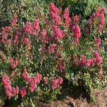 왜성배롱나무묘목 무카 미니배롱나무 여름꽃