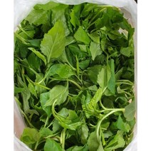 노지 울릉도 생취나물 1kg 참취나물 생 취나물 부지깽이, 1kg(1개), 1개