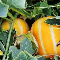 [산지직송] 소미네 성주꿀참외 아삭달콤 싱싱한 참외만 엄선, 1box, 07.참외 5kg 중소과(18~22과내외)