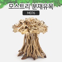 모스트리 분재유목(S) [ M076 ]