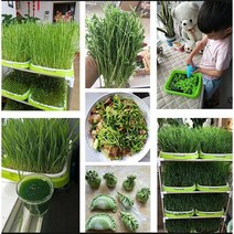 주말농장 원예용 육묘장 콩나물 용 수경 묘목 트레이 토양 없는 심기 상자 원예 용품 재배 시스템, 한개옵션0