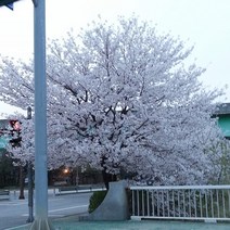 충주원예조경 / 왕벚나무 / R3 / 개화주, 주