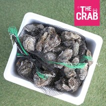 제철 통영 각굴 구이용 석화, 1개, 10kg (4인분/굴찜 용)