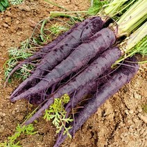 농가살리기 보라색당근 여주 햇 자색당근 흙당근 1kg, 1개