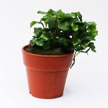 기타 바보사랑[미미네아쿠아]부세파란드라 웨이비그린