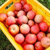 당도선별 고당도 청송 홍로사과 가정용, 1개, 가정용 4kg 소과(19-23과)