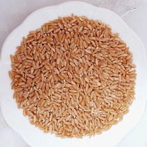 호라산밀 먹는법 호라산쌀 캐나다귀리 1kg 일명 카무트쌀, 5 호라산밀 5kg