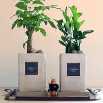 [바보사랑] 녹보수(해피트리)와 금전수 롱사각사각 화분, 상품선택:녹보수＆금전수롱사각사각화분, 상세 설명 참조