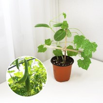 수세미 키우기 풀 패키지 재배키트 DIY, 지피포트(1형)