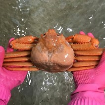 [울진홍게] 먼 바다조업 울진 후포 박달홍게 2kg(자숙4-5마리), 단품
