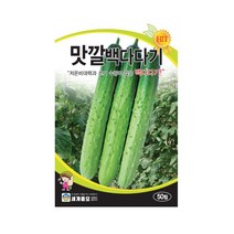 세계종묘 맛깔백다다기(백침)오이씨앗 50립