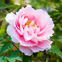 식물마켓 중국 작약 숙근 특선 가을 추식 구근, 중국작약 05. 리안 타이