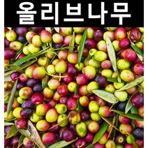 올리브(아르베키나/자가수정) 10cm포트 5개/나무 묘목/과실수/유실수