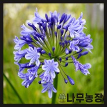 (나무농장) 수입숙근초 아가판서스 암스테르담, 1개