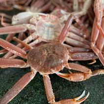 [팔도부락] 후포박달홍게 연지홍게 (생물/자숙) 산지직송 2kg 4kg 명품대게 100%품질보증, (생물)후포 박달홍게 프리미엄 4kg(10-12미)