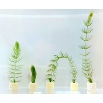 붕어마름1촉포트수초 모스 초보음성수초키우기, 붕어마름 넝쿨 20cm