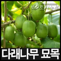 왕다래(용성2호) 9치화분 결실주 나무 묘목 도시농부