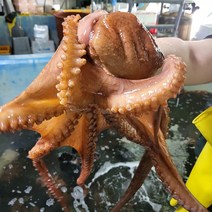 통영 최상급 자연산 돌문어 활 생 문어 시세 택배 숙회, 자연산 돌문어 1kg(1-3미) 3세트
