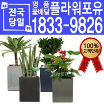 관엽식물 공기정화식물 대전 대구 울산 개업화분 화분배달, (선택102)숯부작