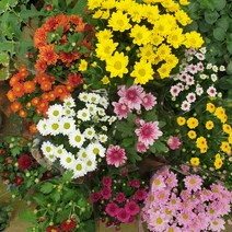 [모종가게]국화 꽃모종 화분 식물 중품, 국화모종, 1개