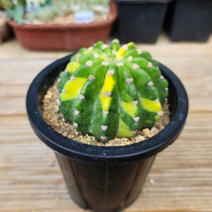 (숙이네다육이야기)656-세계지도금 청정 남해