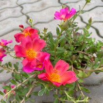 미니농장 포체리카 서양채송화 다육식물 베란다정원꽃 키우기쉬운식물 공기정화식물