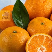 제주도_귤_3kg_랜덤과 804C, 상세페이지 참조