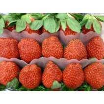 설향 딸기 500g 1kg 2kg 제철 딸기 가락시장 경매 새벽배송 가능, 설향 딸기 2팩 (1kg), 2개