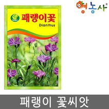 패랭이씨앗 150립, 패랭이