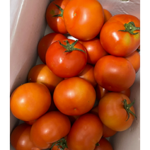 산지직송 완숙 찰토마토 5kg 중과(21~28과) 강원도 인제 찰 토마토 영양만점